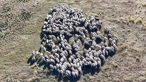 150 Bin Lira Maaşa Bakan Yok: Tunceli'de Çoban Krizi Büyüyor