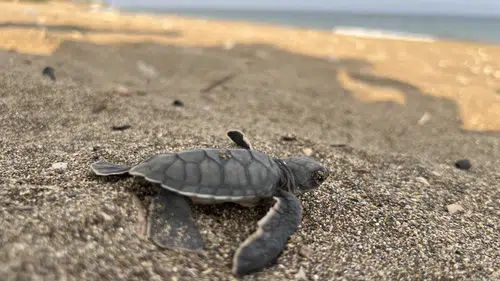 Deniz Kaplumbağası Sezonu Tamamlandı: 100 Bin Yavru Maviye Ulaştı