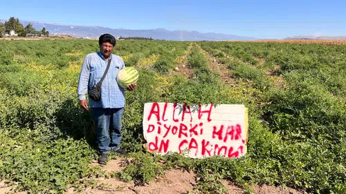 Hatay'da Karpuz Tarlasındaki Dini Uyarı Fayda Etmedi: Çiftçi Nöbette