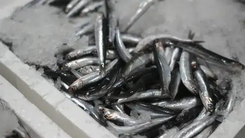 Karadeniz’de Çifte Bereket: Palamut ve Hamsi Kapış Kapış Satıldı