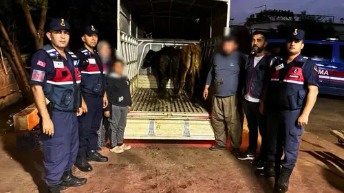 Korkuteli'de Çalınan Hayvanlar Burdur'da Satılmış: 1 Tutuklama