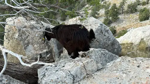 Burdur Altınyayla'da Mahsur Kalan 6 Oğlak Kurtarıldı