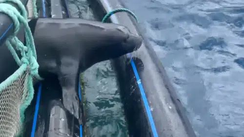 Antalya'da Nesli Tükenme Tehlikesi Olan Akdeniz Foku Kurtarıldı
