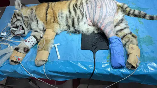 Bursa'da Minik Kaplan Sağlığına Kavuştu: Özel Operasyon Başarıyla Tamamlandı
