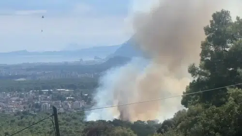 Kepez Santral Mahallesi'nde Orman Yangını