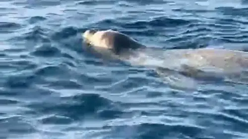 Alanya'da Tekneyle Açılan Amatör Balıkçıların Karşısına Fok Çıktı