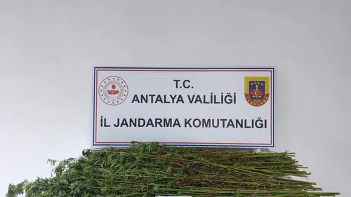 Serik'te Jandarmadan Kenevir Operasyonu: 80 Kök Ele Geçirildi
