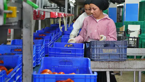 Antalya Pazarında Dengeler Değişti: Domateste Rekor Artış