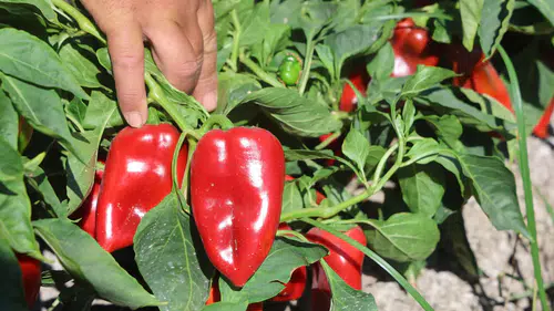 Amik Ovası'nda Kapya Biber Hasadı: Tarlada 20, Manavda 100 TL