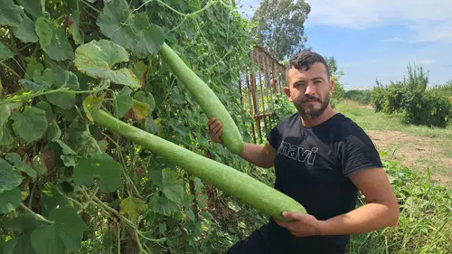 Serik'te Deneme Amacıyla Ekti! 1 Metrelik Dev Kabaklar Yok Satıyor