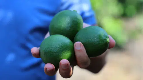 Adana'da Limon Hasadı Başladı: Üretici Savaş ve Pazar Engeline Takıldı