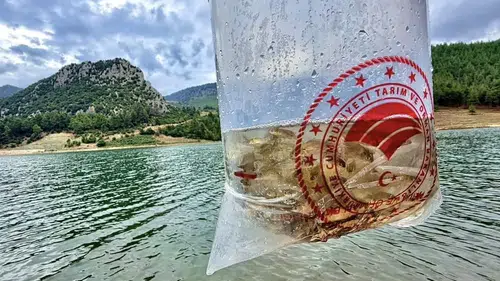 Mersin'de Su Kaynaklarına 347 Bin Yavru Sazan Bırakıldı