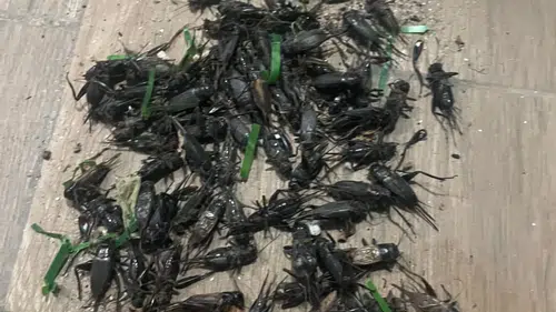 Adana’da Cırcır Böceği Alarmı! Gece Sesleri Vatandaşlara Uykuyu Zehir Ediyor