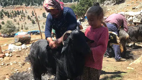 Akseki Yaylalarında Kırkım Mesaisi: Çadır ve Çul Dokunan Asırlık Miras Nasıl Değerini Yitirdi?