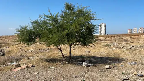 Adana'da Boş Arazide Hareketsiz Yatan 35 Yaşındaki Şahıs Ölü Bulundu