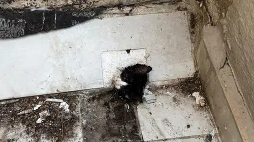 Manavgat'ta Sıkışan Yavru Kedi İçin İtfaiyeden Santim Santim Operasyon