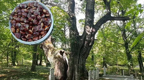 İbradı'daki Tarihi Mezarlıkta Asırlık Kestane Ağaçlarına Sarmaşık İstilası