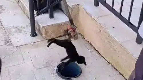 Hatay’da Havalandırma Borusuna Düşen Yavru Kedi İtfaiye Ekiplerince Kurtarıldı