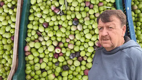 Tavşan Yüreği Zeytini COP31 Antalya'da Dünya Liderlerine Tanıtılacak