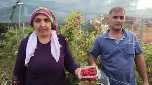 Kadın Çiftçiden İlke İmzası: Ahududunun Kilosu 500 Liradan Satılıyor