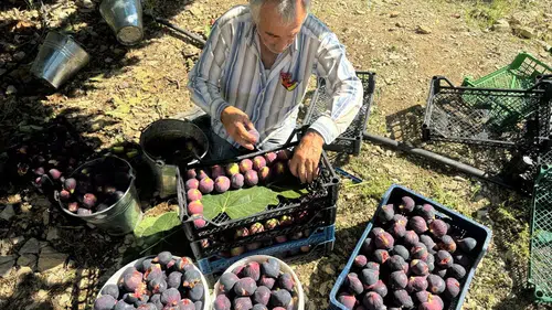 İbradı’da Bursa Siyahı İncirde Hasat Sonu: İklim Vurdu, Rekolte Dibe Çöktü