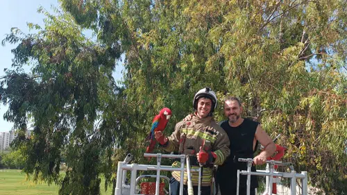 İskenderun'da Firari Papağan İçin Seferber Oldular