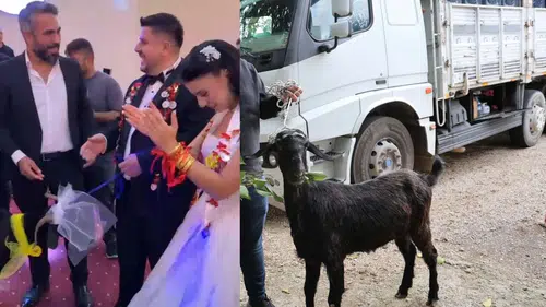Adana'da Sıra Dışı Düğün Hediyesi: Damadın Arkadaşı Salona Keçi Getirdi!