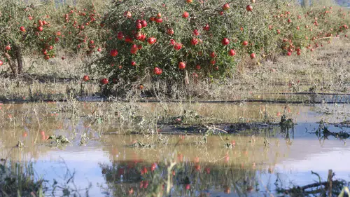 Hatay'da Ceviz Büyüklüğündeki Dolu Nar Bahçelerini Vurdu!
