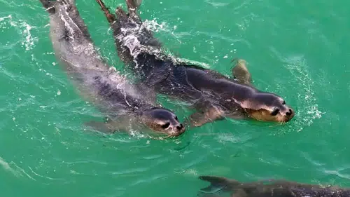Akdeniz Fokları Alanya Mağaralarına Sığındı