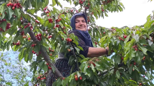 Burdur'da Tarlada Üzüm Toplarken Arı Sokan Kadın Hayatını Kaybetti