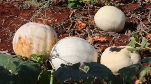 30 Kiloya Ulaşan Hatay'ın Tescilli Beyaz Kabağında Hasat Başladı!