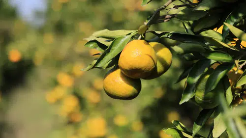 Adana’da Mandalina İhracat Sıkıntısı Fiyatları Düşürdü: Dalında 3 Liraya Kadar Geriledi