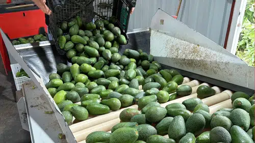 Gazipaşa Avokadosu İlk Kez Gürcistan’a İhraç Edildi
