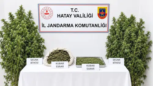 Hatay'da Hazine Arazisine Yasa Dışı Kenevir Eken Şüpheli Tutuklandı