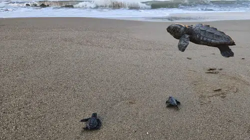Belek'te Sezon Bitti, Nöbet Bitmedi: 100 Bin Caretta Akdeniz'le Buluştu