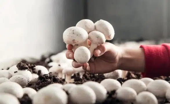 Korkuteli’nde  Sertifikasını Alan Kendisi Üretebilecek