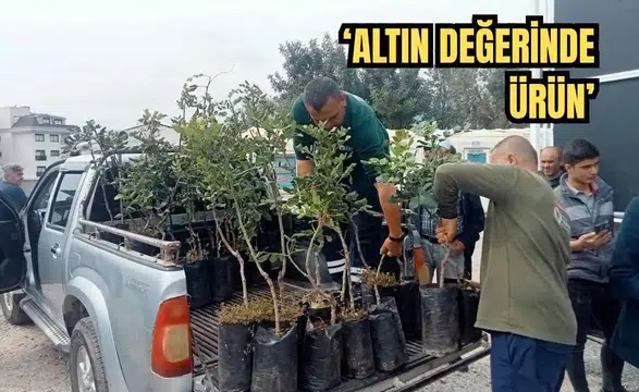 Alanya'da Üreticiye Destek! 5 Bin Keçiboynuzu Fidanı Dağıtıldı