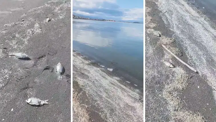 Eğirdir Gölü'nde Çevre Felaketi: Ölü Balıklar Karaya Vurdu