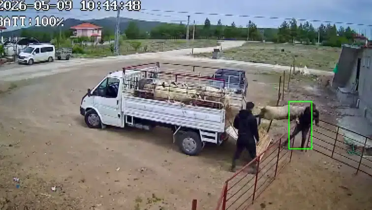 Burdur'da Huysuzlanan Koç Sahibine Tos Attı! Kamyonetten Düştü