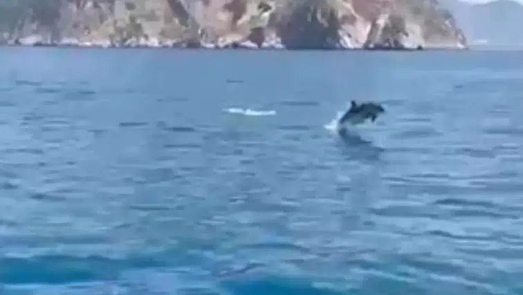 Alanya Kalesi Açıklarında Denizden Gelen Sürpriz