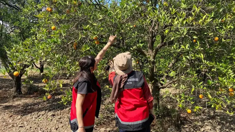 Manavgat'ta Üreticinin Gözü Bahçelerde: Ebegümeci Unlu Biti Mücadelesi Başladı