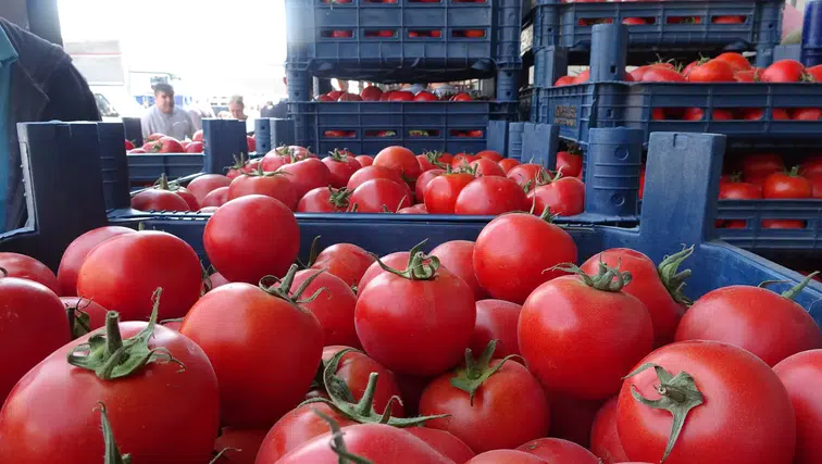 Hatay'da Domates Fiyatları Düştü: Kilogramı 15 TL'ye Kadar Geriledi