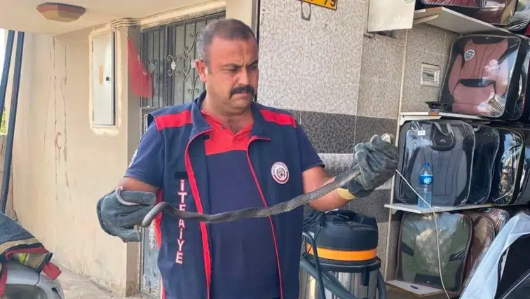 Hatay’da Yerleşim Alanlarına Giren Yılanlar Doğal Ortamlarına Salındı