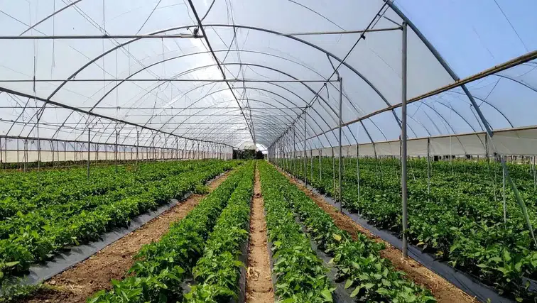 Antalya'daki Seracılar Dikkat! 2027 KOBÜKS Kayıt Dönemi Başladı