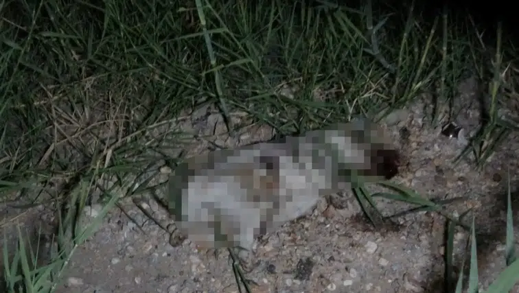Antalya’da Yavru Köpek Dehşeti! Alman Turist Gözaltına Alındı