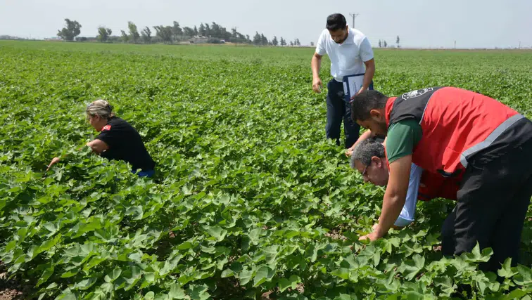 Tarım Arazilerinde Tohum Gelişim Takibi Sürüyor