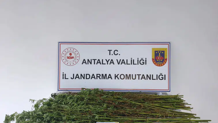 Serik'te Jandarmadan Kenevir Operasyonu: 80 Kök Ele Geçirildi