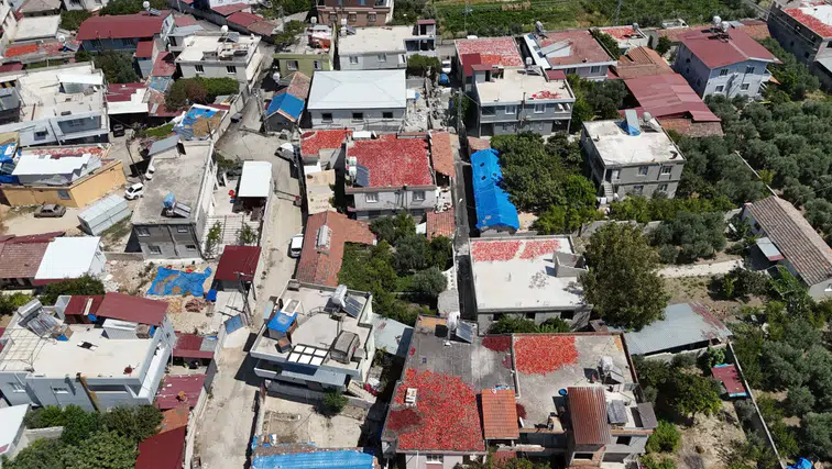 Hatay'da Zorlu Salça Mesaisi: Damlar Kırmızıya Büründü