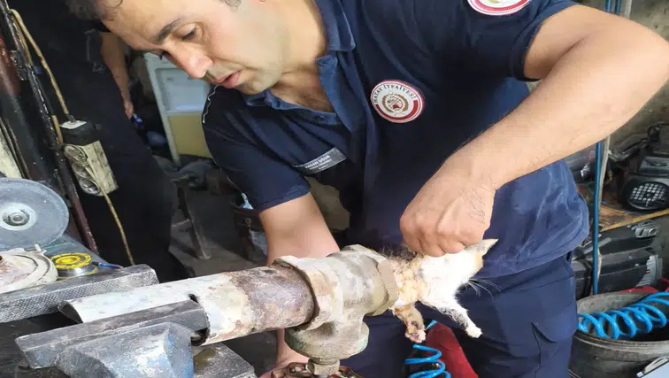 Hatay'da Vana Borusuna Sıkışan Yavru Kedi Kurtarıldı