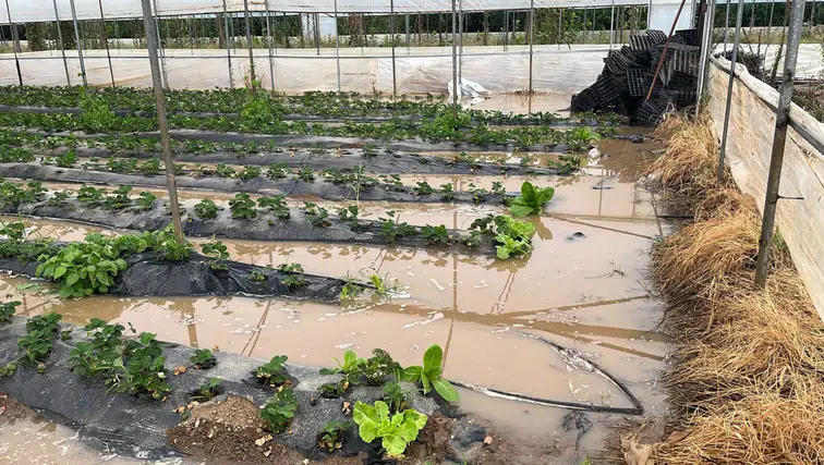 Mersin’de Sağanak Hayatı Felç Etti: Seraları Su Bastı, Araçlar Mahsur Kaldı